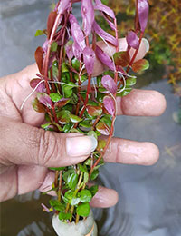 Rotala rotundifolia 'Red'