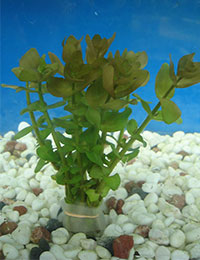 Bacopa caroliniana