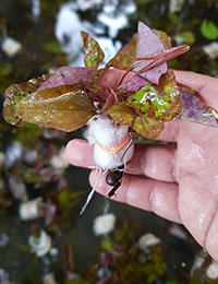 Nymphaea micrantha