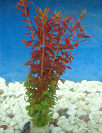 Rotala rotundifolia 'Red'