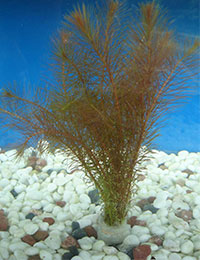 Rotala wallichii