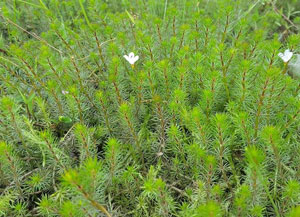 Bacopa myriophylloides in F