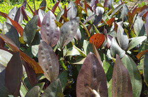 Echinodorus 'deep Purple' in Field