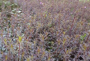 Limnophila aromatica in Field