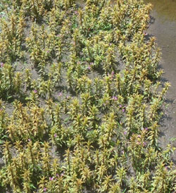 Limnophila aromaticoides variegated