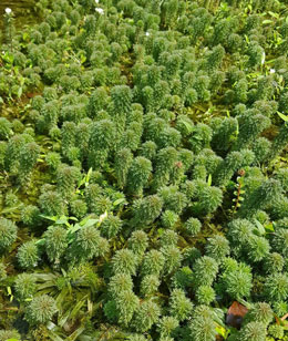 Limnophila sessiliflora