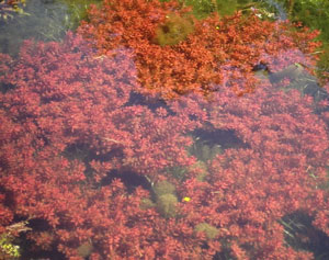 Ludwegia inclinata submerse