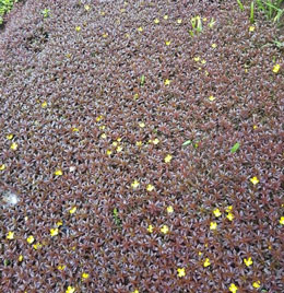 Ludwigia inclinata in Field