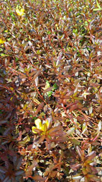 Ludwigia inclinata