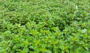 Ludwigia ovalis  in Field