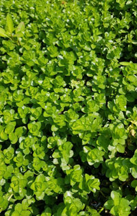 Rotala rotundifolia 'Green'