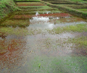 Rotala varieties Field growth