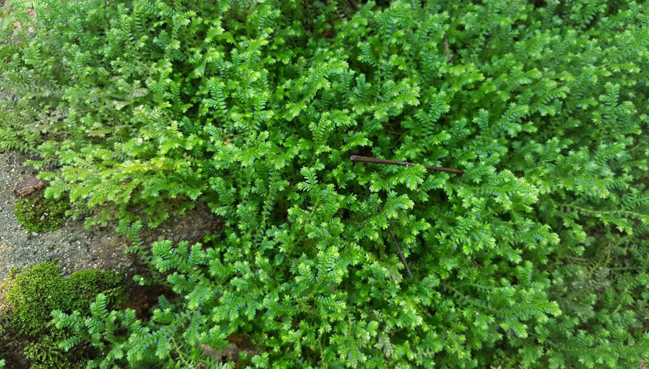 Selaginella kraussina